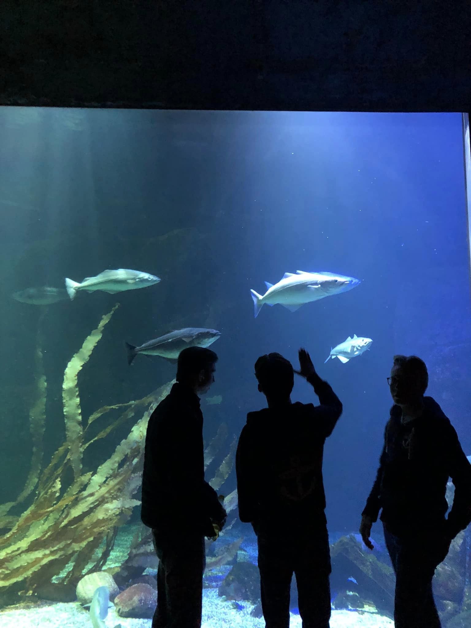 Folk ser på fisk i en tank