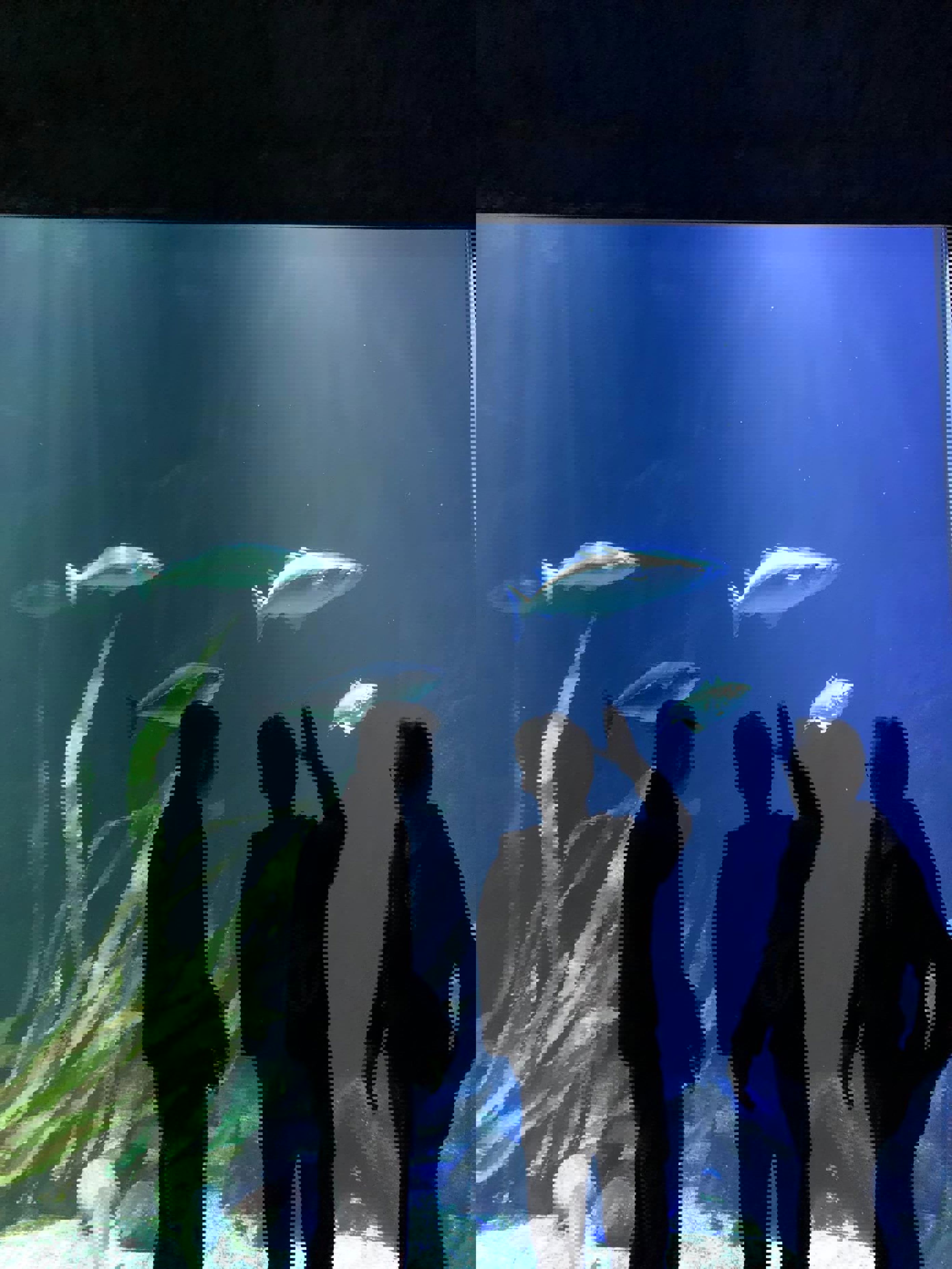 Folk ser på fisk i en tank