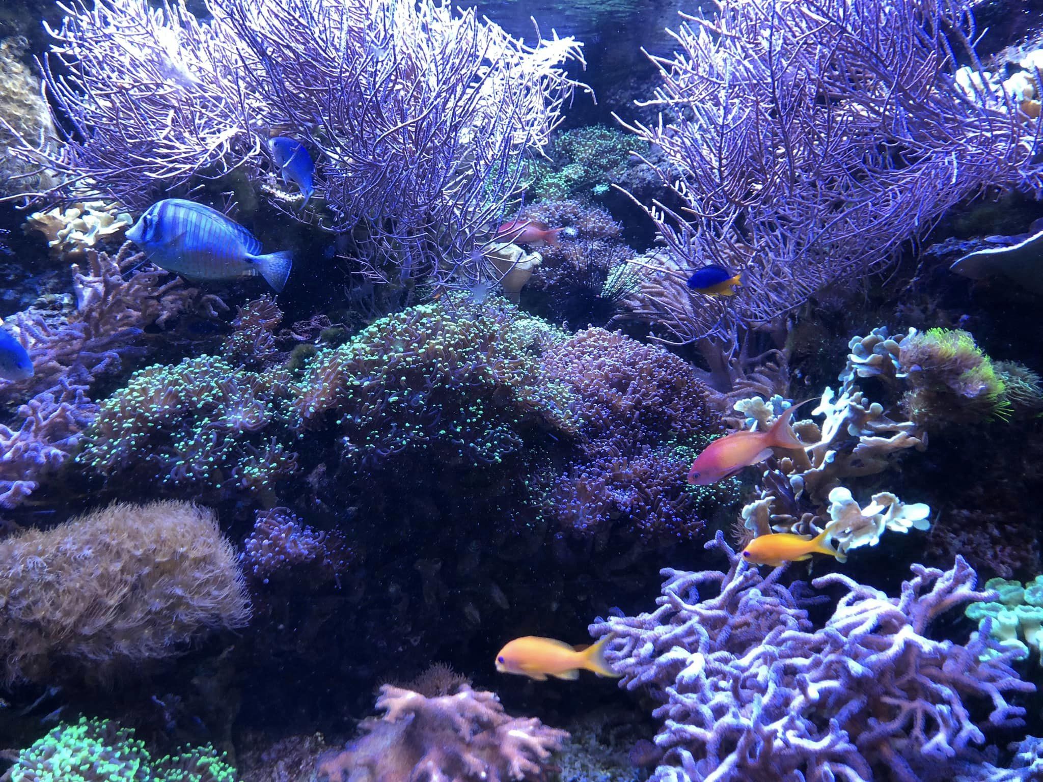 en gruppe fisk som svømmer i et akvarium