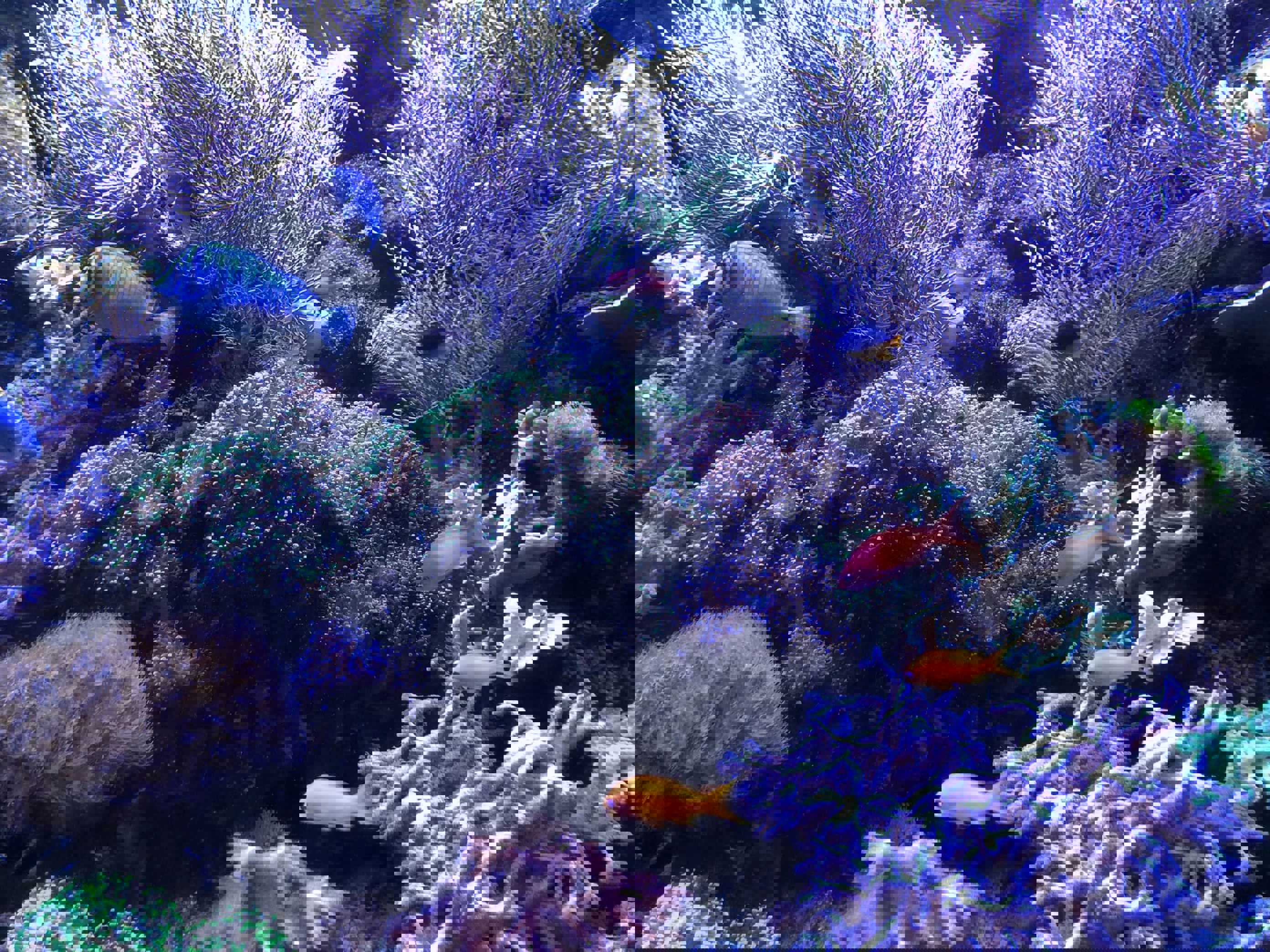 en gruppe fisk som svømmer i et akvarium