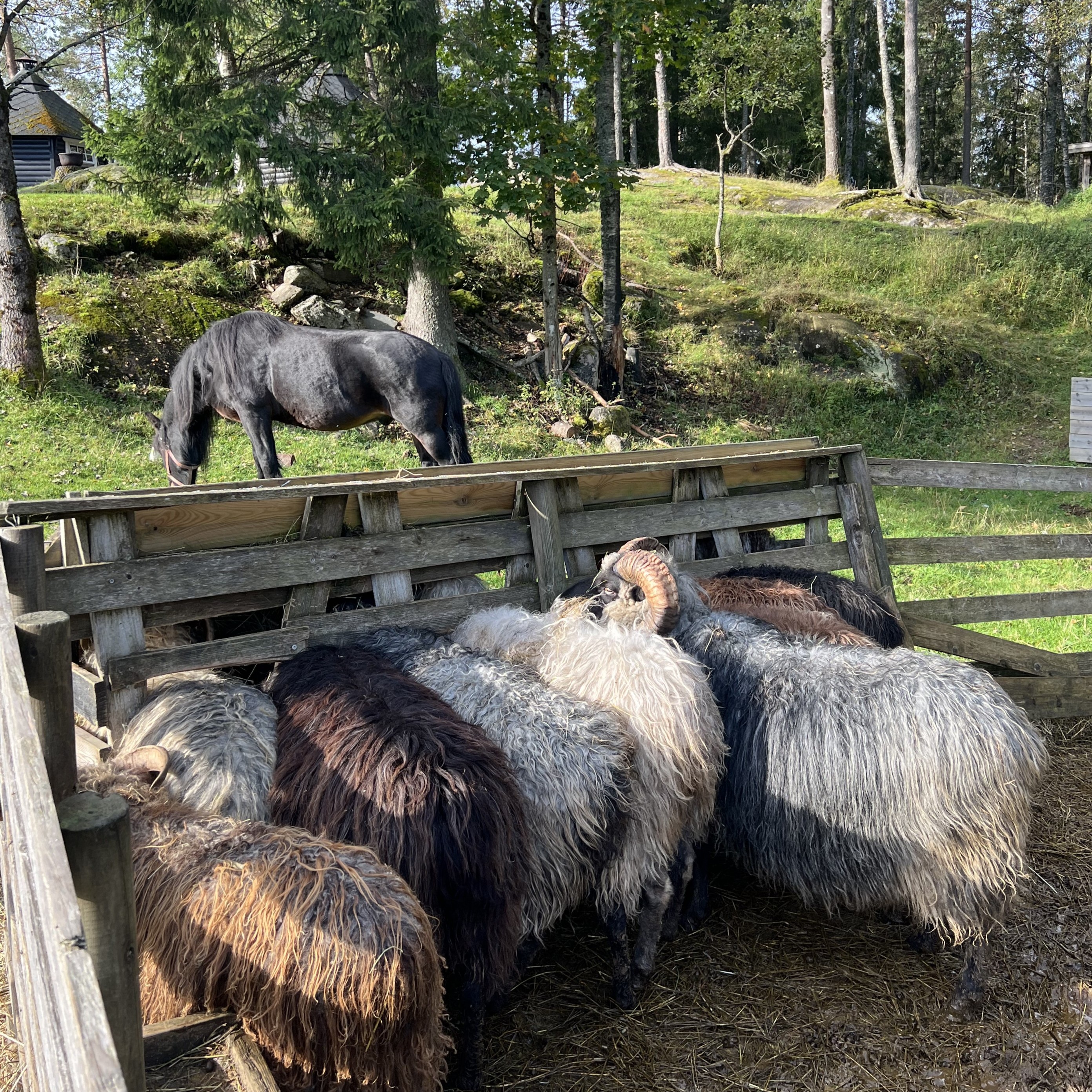 en gruppe hester i et inngjerdet område