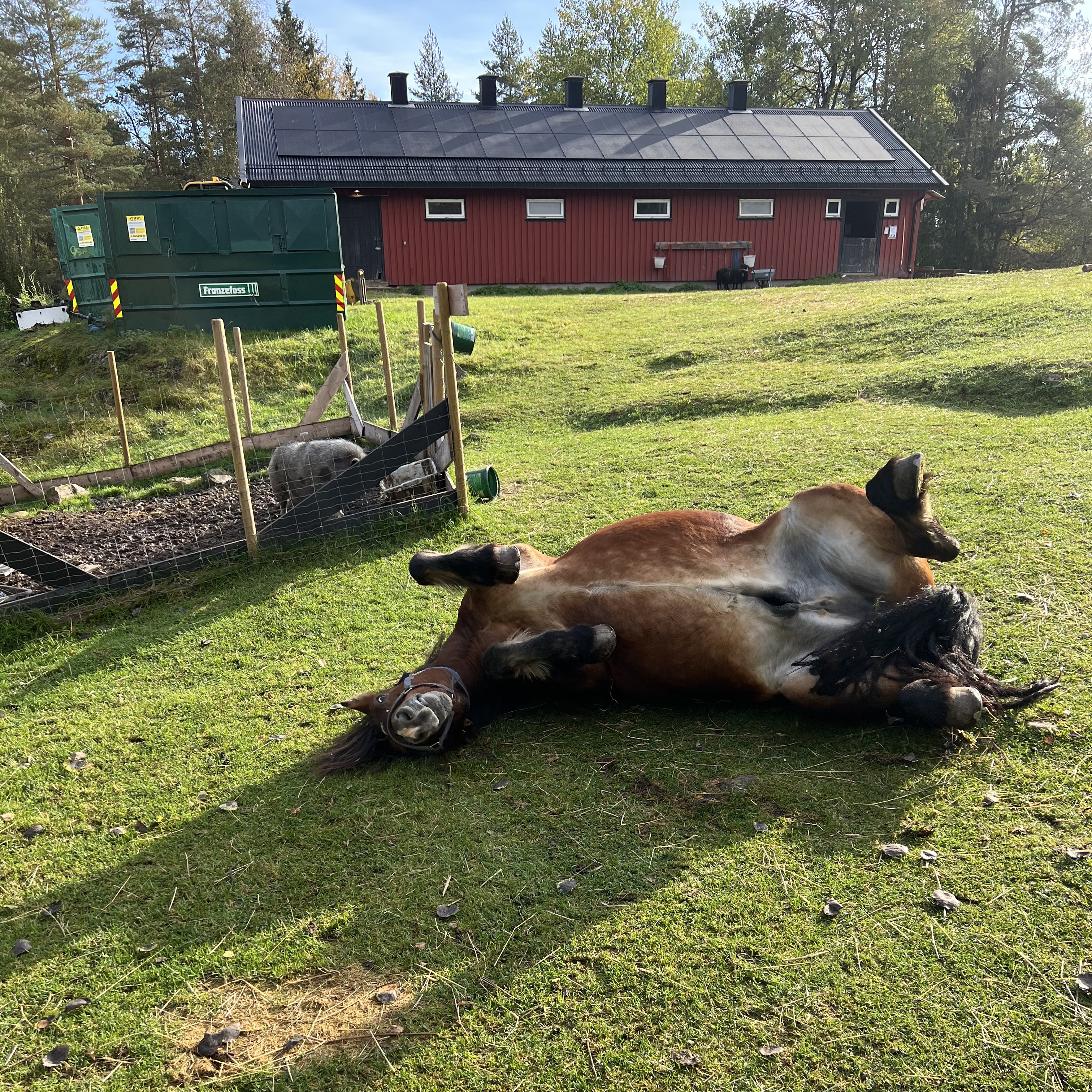 en hest som ligger på gresset