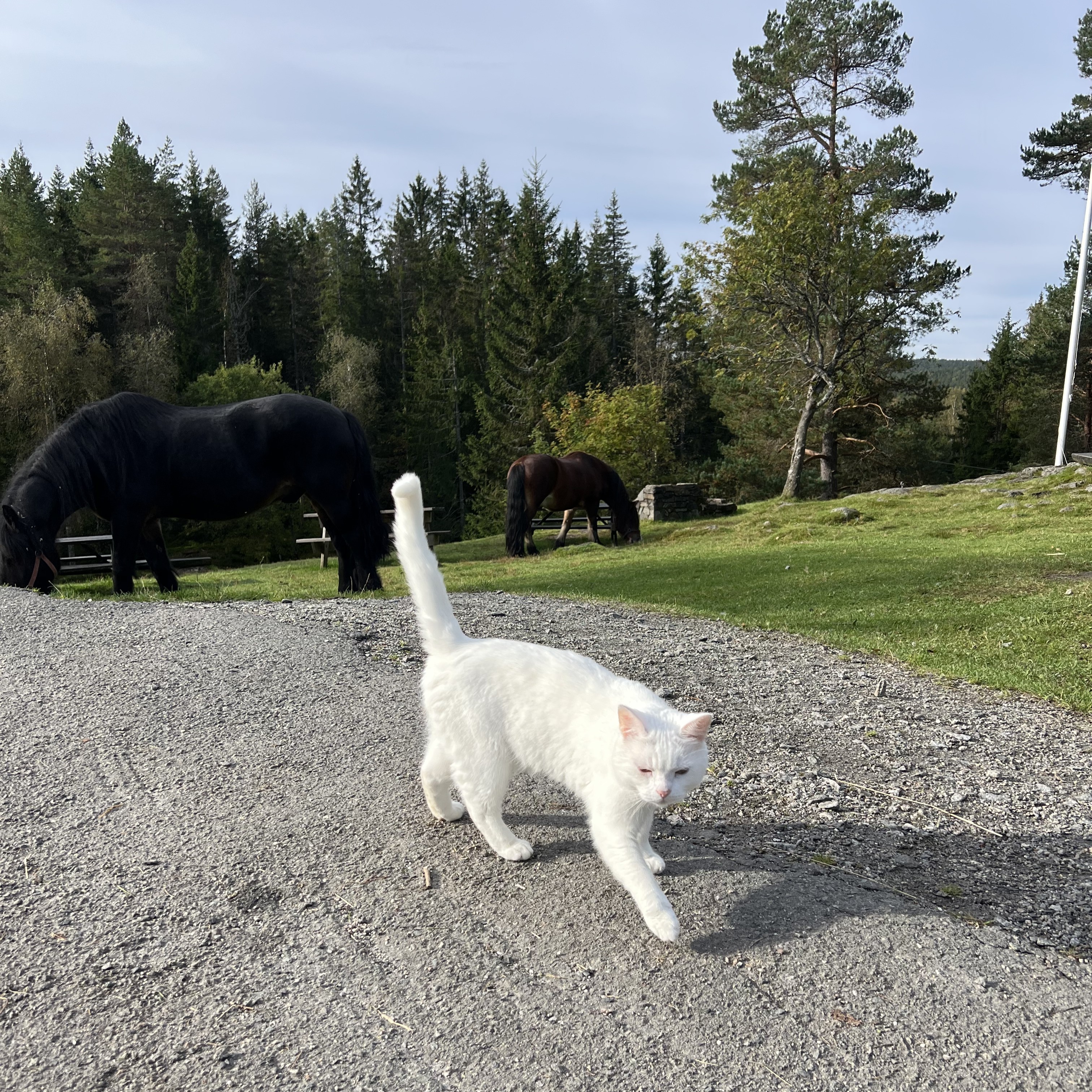 en hvit hund som går ved siden av en svart hest og en svart hest