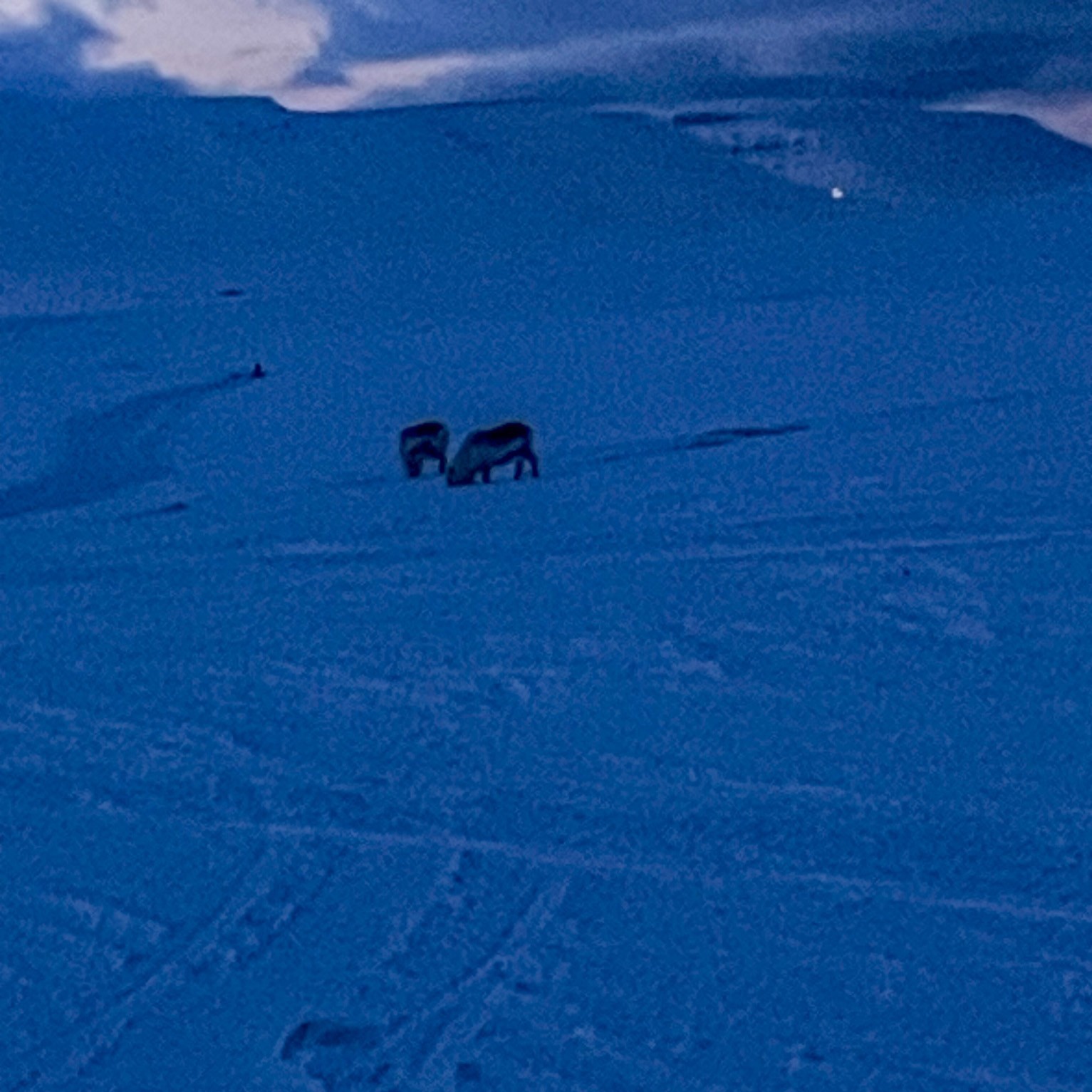 En gruppe mennesker på et snødekt fjell