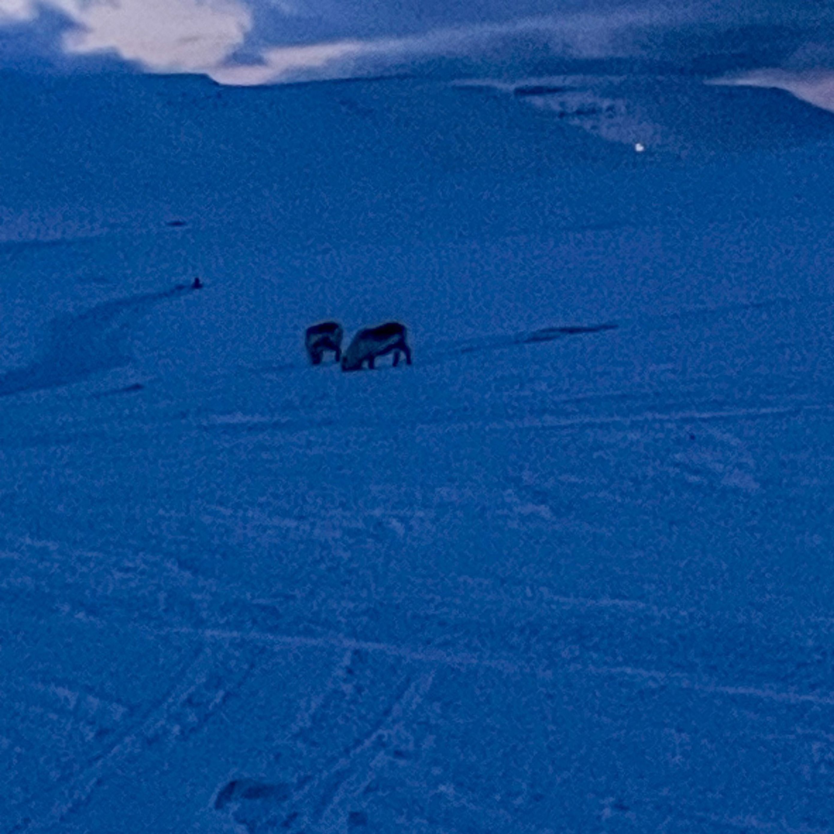 En gruppe mennesker på et snødekt fjell
