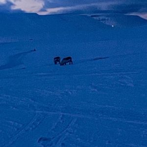 En gruppe mennesker på et snødekt fjell