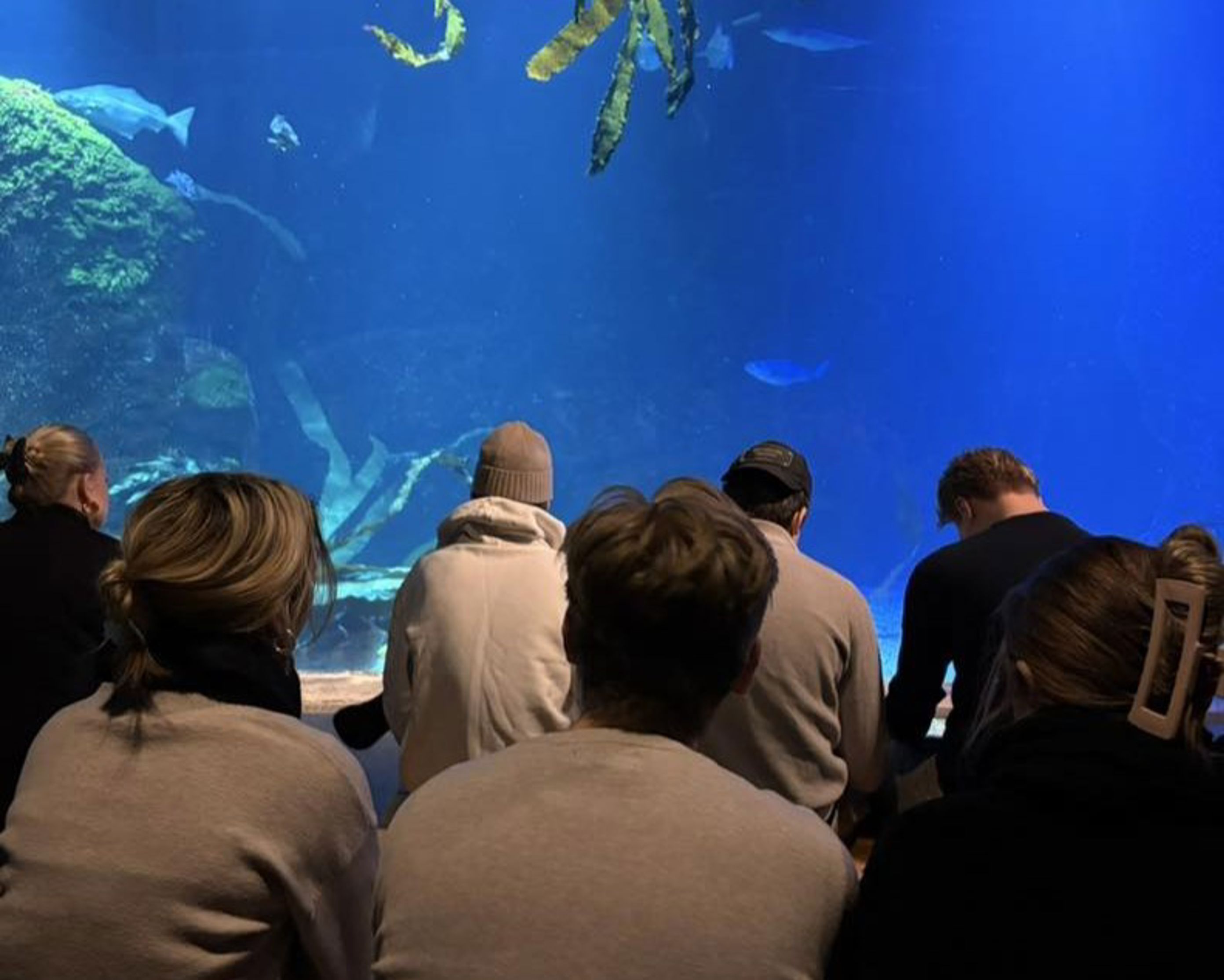 en gruppe mennesker som ser på fisk i et akvarium