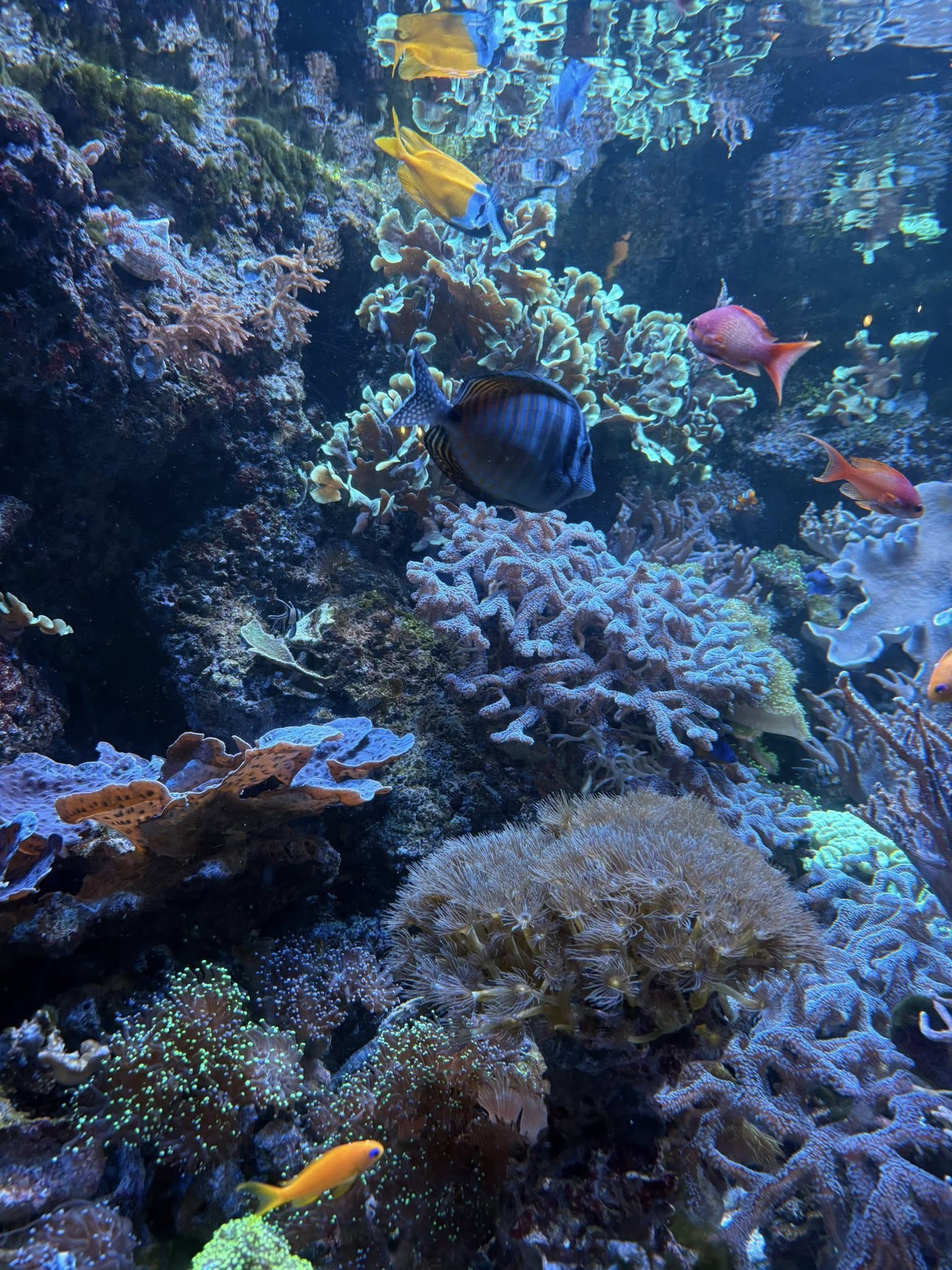 en gruppe fisk som svømmer i et akvarium