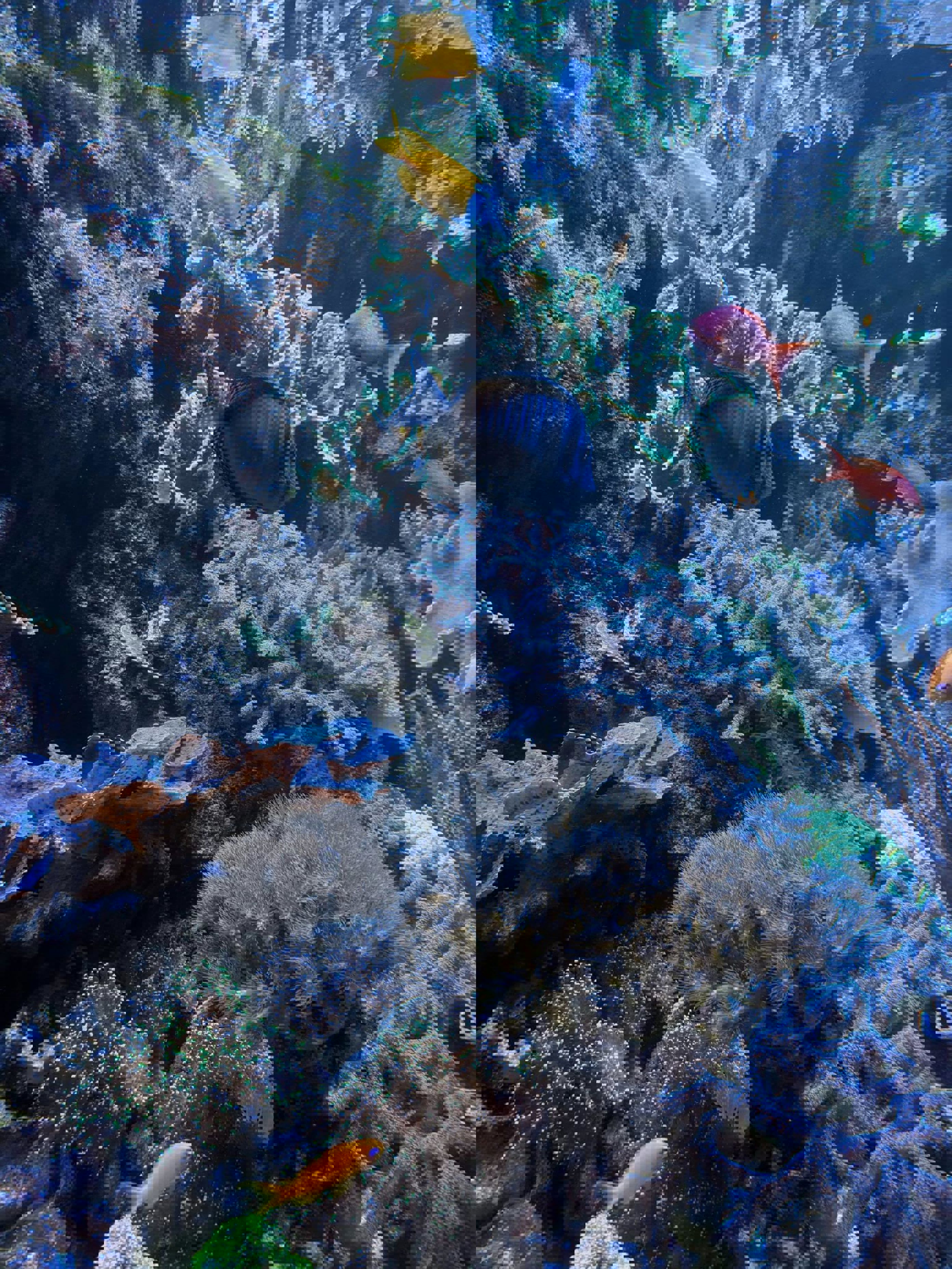 en gruppe fisk som svømmer i et akvarium