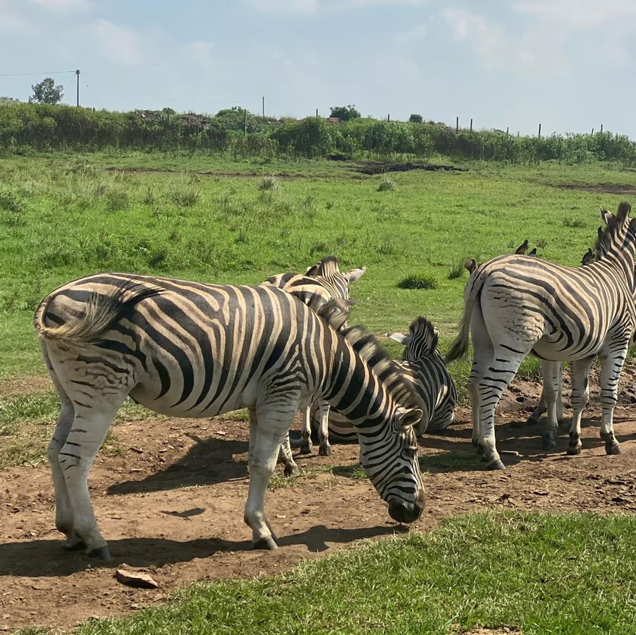 I Sør-Afrika med Impande Norway